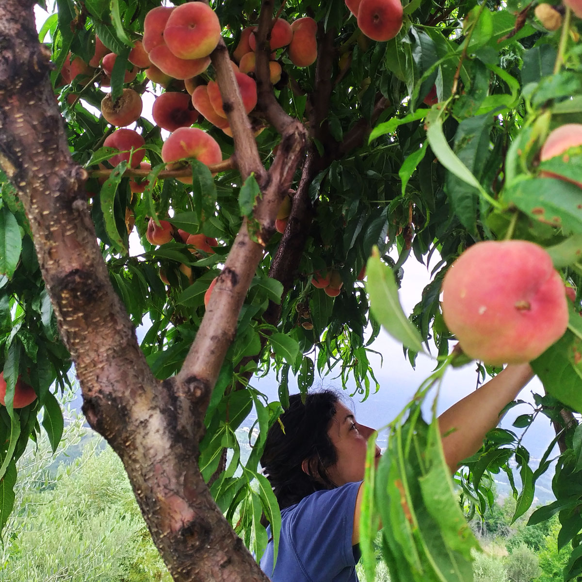 Frutta del nostro frutteto